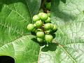 2014-0709_1355_Grapes_22,1C